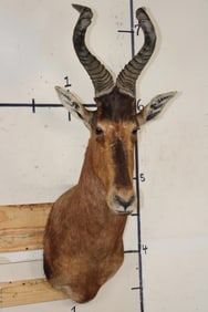 RED HARTEBEEST Shoulder Mount