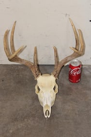 8-Point WHITETAIL DEER Skull