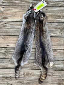(2) XL *Newly Tanned* RACCOON Hide/Furs (ONE$)