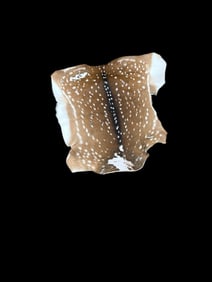 *New* AXIS DEER Hide/Skin