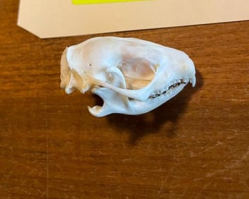 *New* and *Rarely Seen* HEDGEHOG Full Skull with All its Teeth