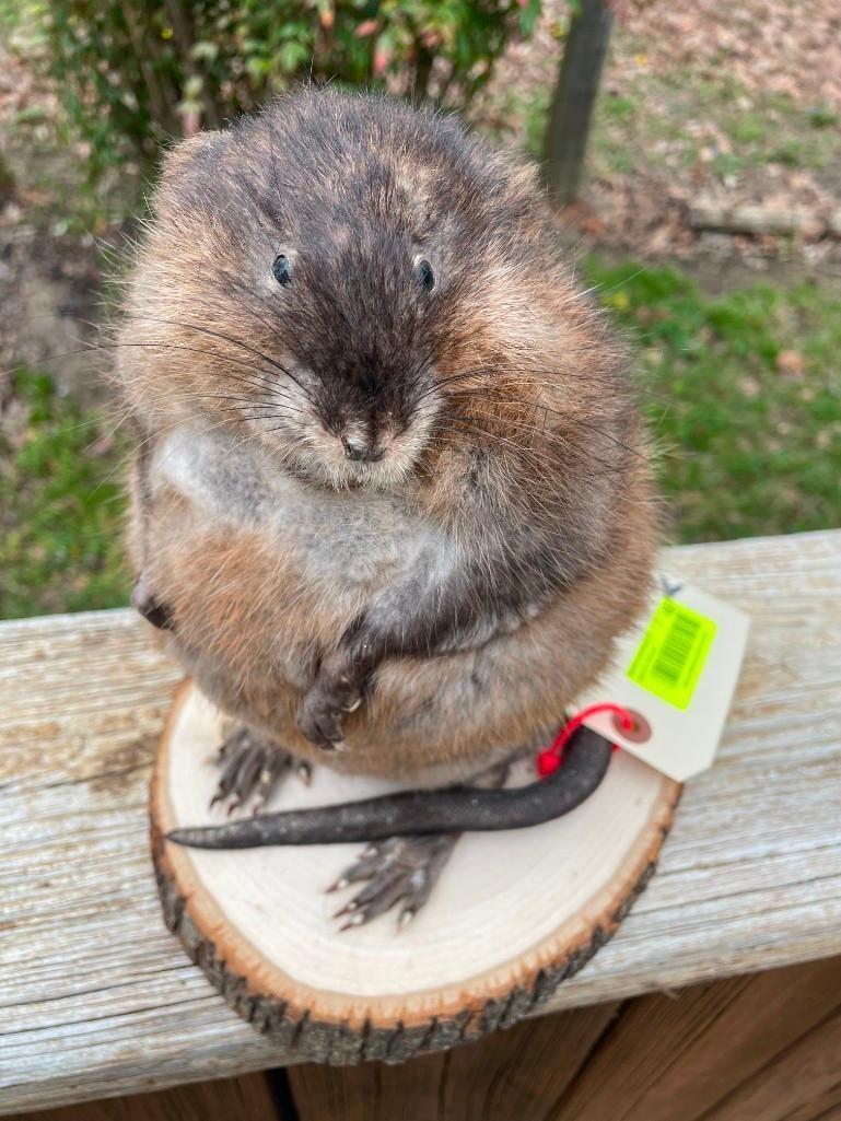 *New* Life-sized MUSKRAT or MARSH HARE on a Wood Slice Base (1 of 5)