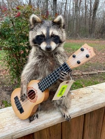 *New* Life-sized Country Star RACCOON or "Coon" Playing the Guitar