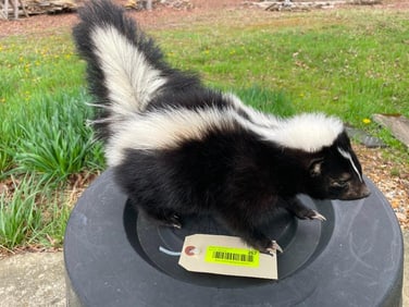 *New* Life-sized Freestanding SKUNK Mount
