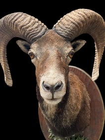 Big MOUFLON type Sheep on European Style Wood Panel