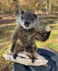 *New* Life-sized WOODCHUCK Chucking Wood with a Devilish Grin on Log Base