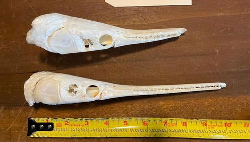 1 ALLIGATOR Gar Skull and 1 NEEDLE NOSE GAR FISH Skull (ONE$)