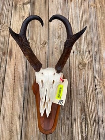 Big PRONGHORN ANTELOPE Skull on a Nice Wooden Display Plaque