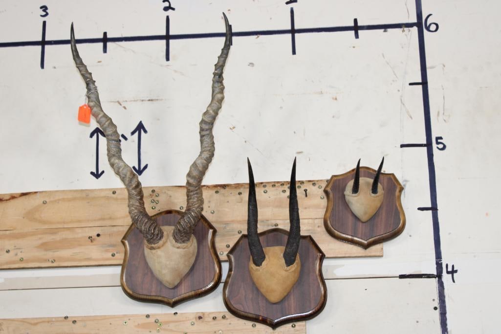 (3) Sets of Horns on Wooden Plaques. BLACKBUCK, BUSHBUCK, STEINBOK (ONE$): 3 Sets of Horns on Wooden Plaques. 1 Set of BLACKBUCK Horns, 1 Set of BUSHBUCK Horns, and 1 Set of STEINBOK Horns (ONE$). TAXIDERMY