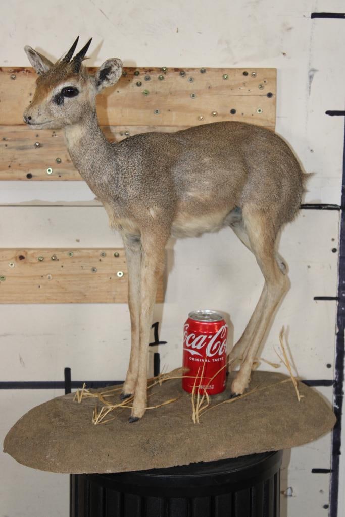 Life-sized KIRK'S DIK-DIK on a Simulated Rock Base: Older Life-sized KIRK'S DIK-DIK on a Simulated Rock Base. It measures 21" Long x 12" Wide x 22" Tall and has had ear repairs. TAXIDERMY