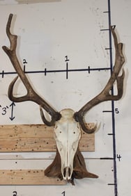 RED STAG Skull with All its Teeth on a Driftwood Hanger