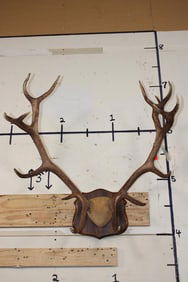 15-Point RED STAG Antler Rack on a Wooden Plaque