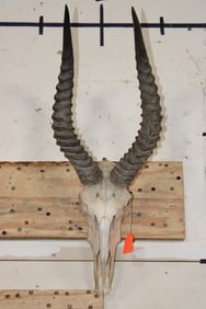 Big Euro Cut PUKU Skull with a Wall Hanger