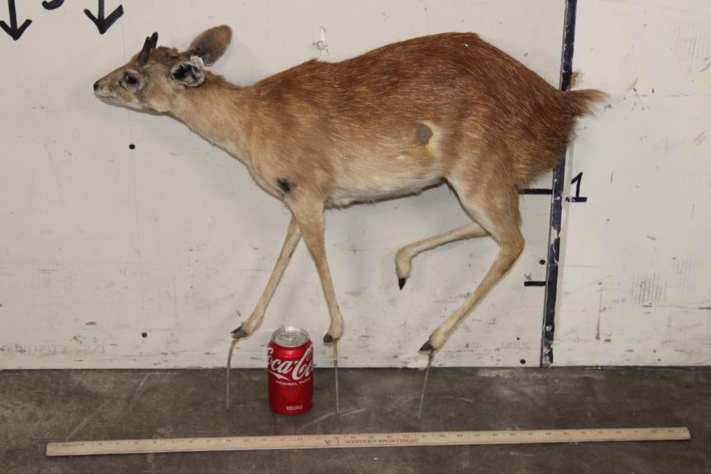 Life-sized CAPE GYSBOK on Bolts (No Base) (1 of 11)