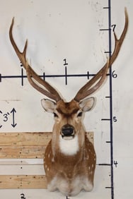 AXIS DEER Shoulder Mount with a Wide Rack