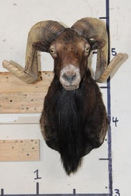 CORSICAN SHEEP Shoulder Mount