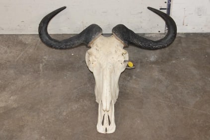BLUE WILDEBEEST Skull with All its Teeth