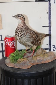 Life-sized CRESTED FRANCOLIN Bird Mounted on a Decorative Base