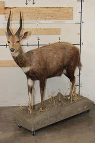 Life-sized BUSHBUCK with Big Horns on a Base with Wheels