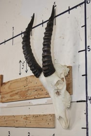 XL TOPI Skull with All its Teeth
