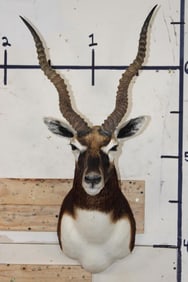BLACKBUCK Shoulder Mount