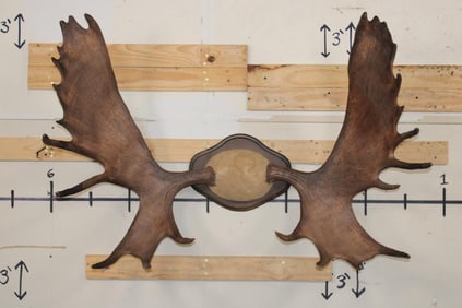MOOSE Antler Rack Mounted on a Wood Plaque