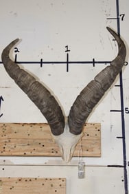 GREDOS IBEX Skull with a Heavy Duty Wall Hanger