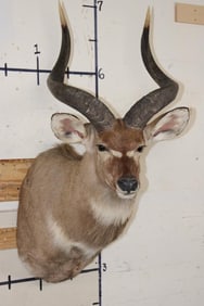 *Rare* MOUNTAIN NYALA Shoulder Mount