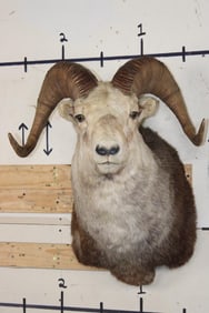 STONE SHEEP RAM Shoulder Mount