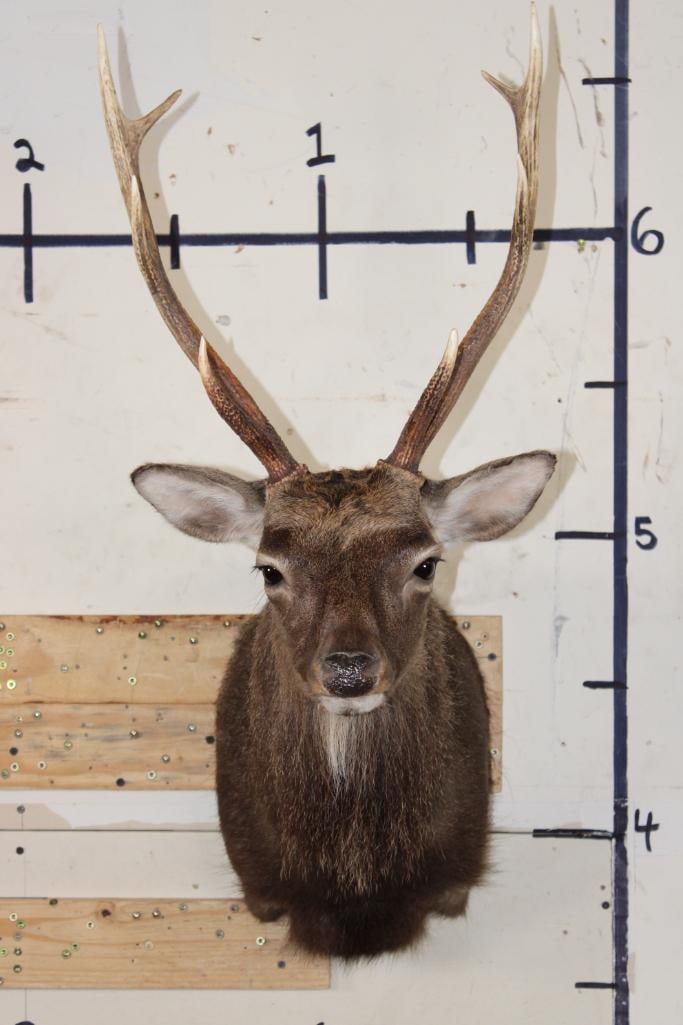 8-Point SIKA DEER Shoulder Mount (1 of 10)