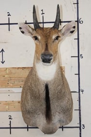 NILGAI Shoulder Mount
