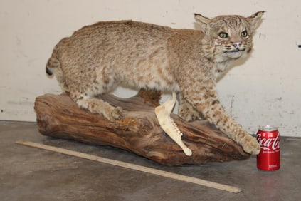 Life-sized BOBCAT Mounted on a Wood Log Base with a Deer Jaw