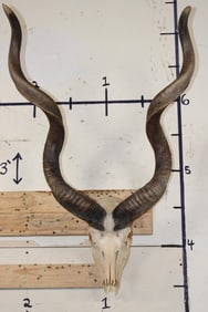 KUDU Shoulder Mount with a Heavy Duty Wall Hanger
