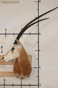 *TEXAS RESIDENTS ONLY* SCIMITAR HORNED ORYX Shoulder Mount