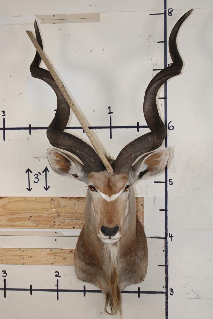 KUDU Shoulder Mount: Very Respectable KUDU Shoulder Mount. It has a few rubs and blemishes but overall in Good Condition. TAXIDERMY