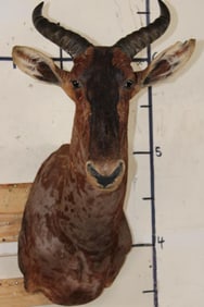 TSESSEBE Shoulder Mount