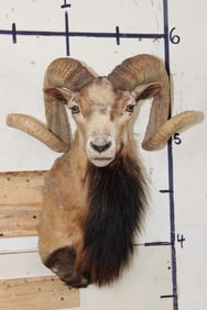 CORSICAN SHEEP RAM Shoulder Mount