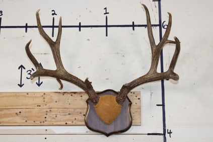 12-Point MULE DEER Antler Rack on a Wooden Plaque
