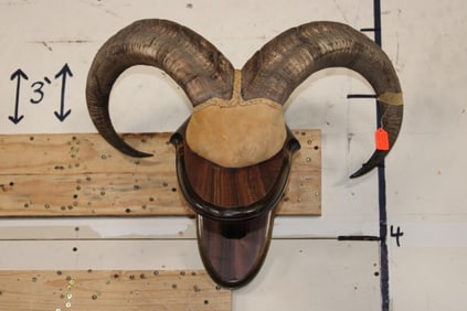 Mounted AOUDAD Horns on a Wooden Wall Pedestal