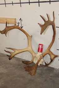 24-Point CARIBOU Antler Rack on a Skull Cap