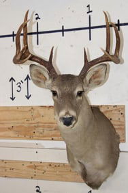 9-Point WHITETAIL DEER Shoulder Mount