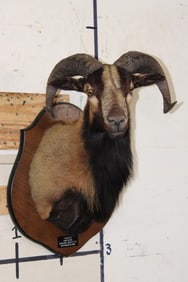 CORSICAN SHEEP Shoulder mount on a Wooden Plaque