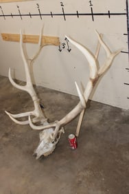 12-Point ELK Skull with All its Teeth
