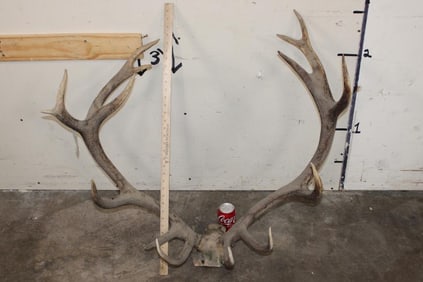 15-Point RED STAG Antler Rack on a Skull Cap
