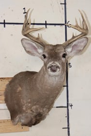10-Point WHITETAIL DEER Shoulder Mount