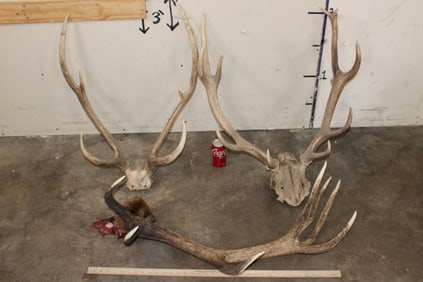 1 AXIS DEER and 1 RED STAG Skull Cap with 1 Stage Antler