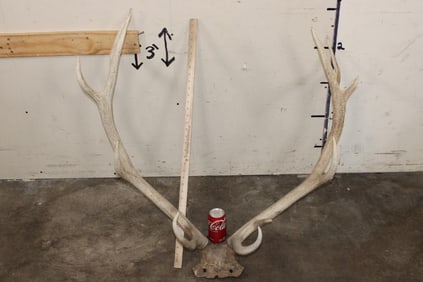 11-Point RED STAG Antler Rack on a Skull Cap