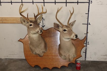 (2) WHITETAIL DEER Shoulder Mounts on a Custom Wooden Plaque