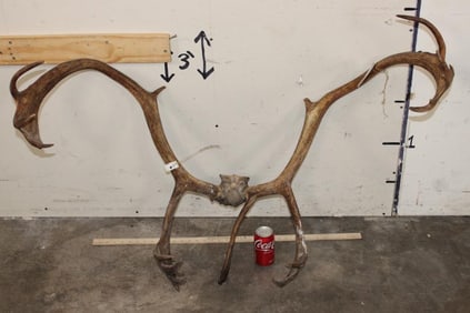 18-Point CARIBOU Antler Skull Cap