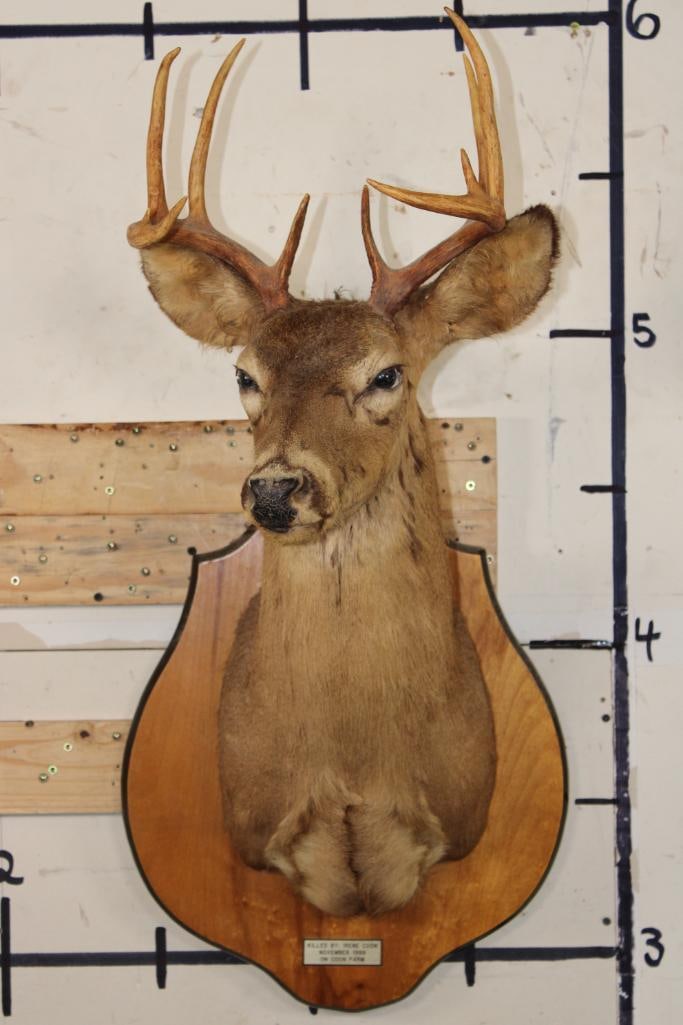 9-Point WHITETAIL DEER Shoulder Mount on a Wooden Plaque: Old dusty 9-Point WHITETAIL DEER Shoulder Mount on a Wooden Plaque with a 12.25" Spread. The commemorative metal plate states "Killed by: Irene Coon November 1988 on Coon Farm". TAXIDERMY